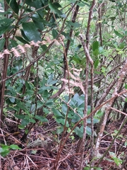 Pittosporum coriaceum