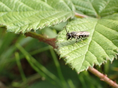Hylaeus confusus
