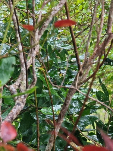 Pittosporum coriaceum, photograph 1