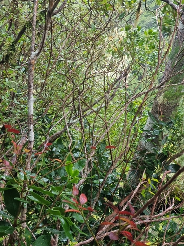Pittosporum coriaceum, photograph 2