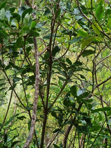 Pittosporum coriaceum, photograph 4