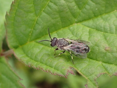 Hylaeus confusus