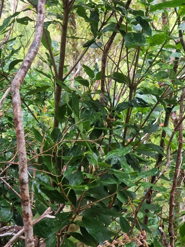 Pittosporum coriaceum, photograph 5
