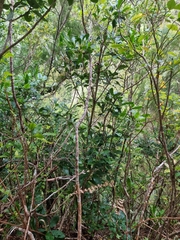 Pittosporum coriaceum, photograph (c) Vítor Jorge, some rights reserved (CC BY)