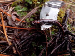 Pseudoeurycea leprosa