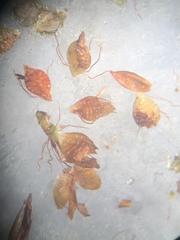 Rhynchospora elliottii