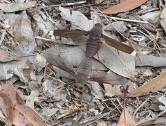 Comptosia heliophila