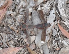 Comptosia heliophila