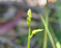 Cryptostylis subulata