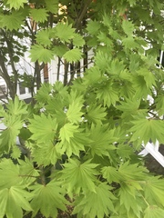 Acer japonicum