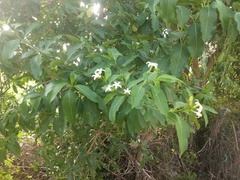 Morinda pubescens