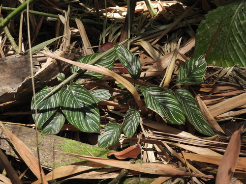 Goeppertia gymnocarpa (Goeppertia gymnocarpa)