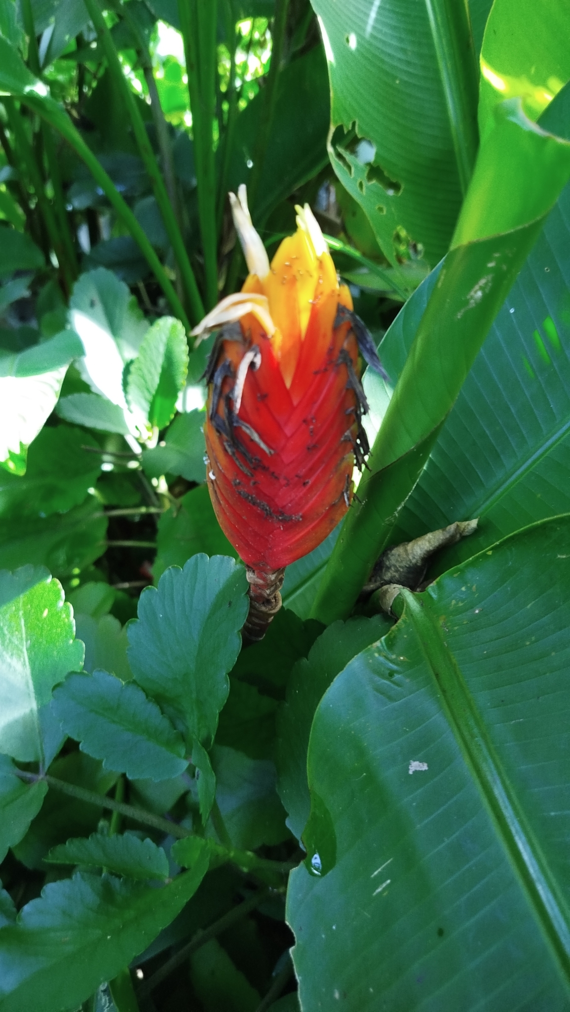 Heliconia episcopalis