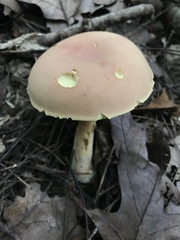 Boletus miniatopallescens