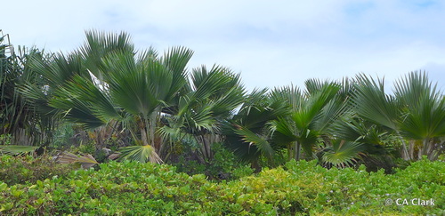 Pritchardia hillebrandii observed 2016-08-27