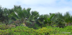 Pritchardia hillebrandii