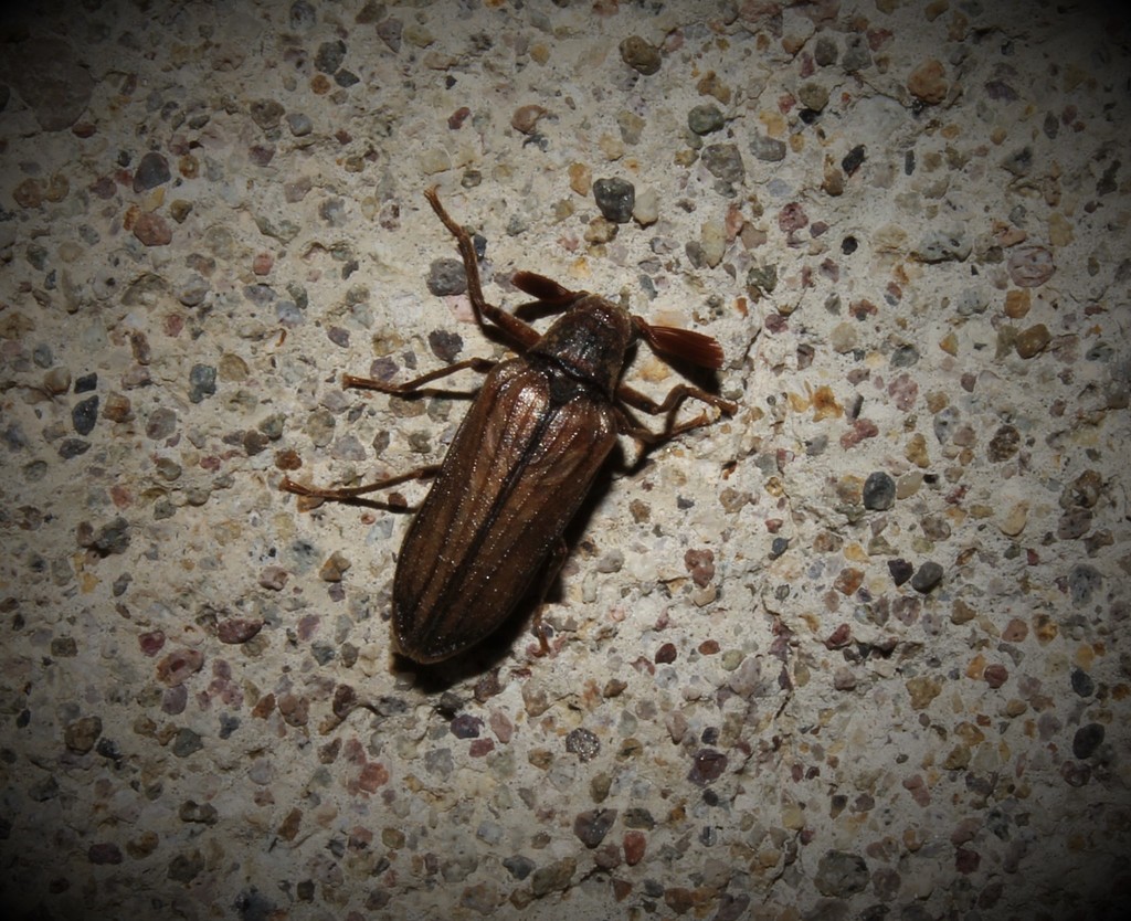 Arrhaphipterus