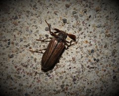 Arrhaphipterus vanderwolfi