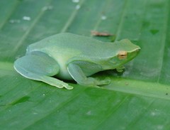 Sphaenorhynchus lacteus