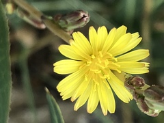 Lactuca serriola