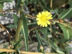 Lactuca serriola