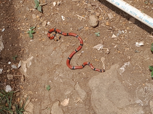 Central American Coralsnake