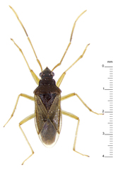 Borneodrymus gracilis