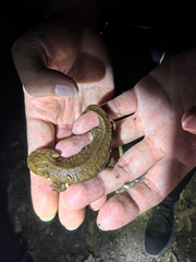 Yunwu Warty Newt photo 3