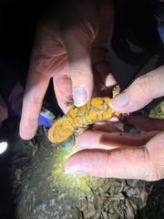 Yunwu Warty Newt photo 4