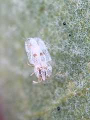 Corythucha confraterna