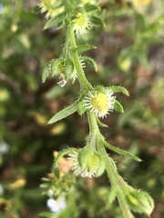 Rochelieae