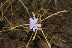 Cichorium pumilum