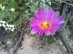 Thelocactus bicolor bicolor