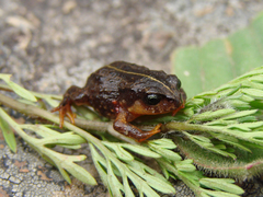 Microkayla adenopleura