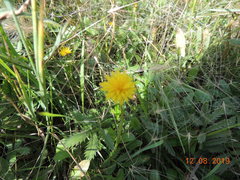Taraxacum bessarabicum