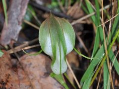 Pterostylis baptistii