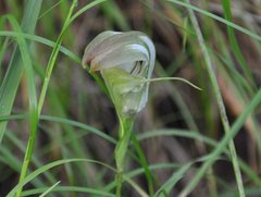 Pterostylis baptistii
