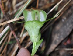 Pterostylis baptistii