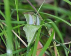 Pterostylis baptistii