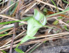 Pterostylis baptistii