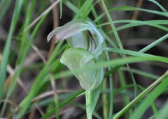 Pterostylis baptistii