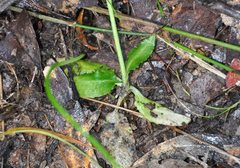 Pterostylis baptistii
