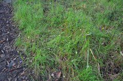 Pterostylis baptistii