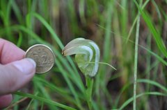 Pterostylis baptistii