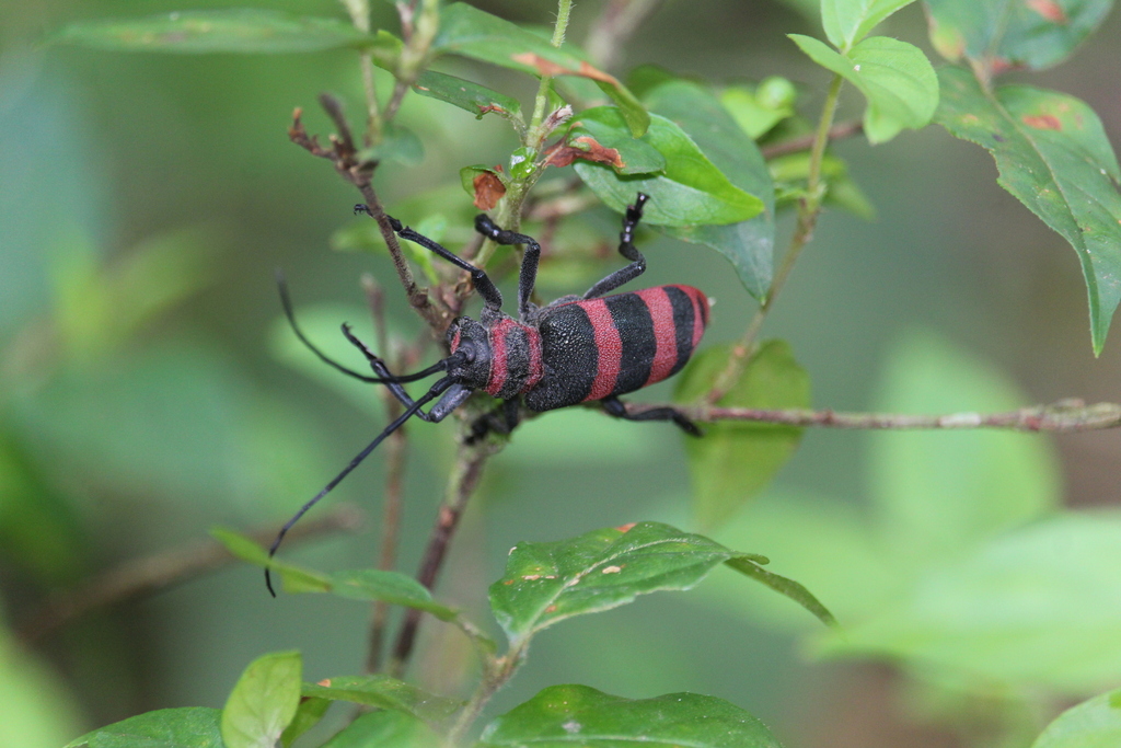 Ceroplesis calabarica