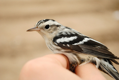 Mniotilta varia
