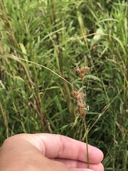Cladium mariscoides