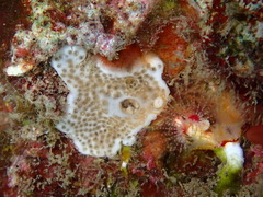 Didemnide de Weigèle photo 1