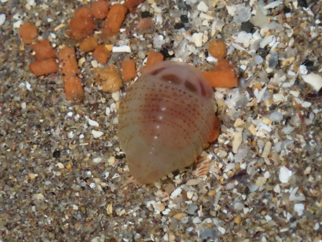 Platyscelus
