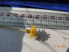 Taraxacum bessarabicum